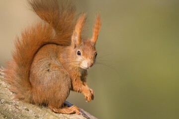Red Squirrel (Sciurus vulgaris), Hesse, Germany, Europe