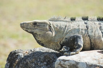 Black spiny-tailed iguana (Ctenosaura similis), Chichen Itza, Yucatan, Mexico, Central America