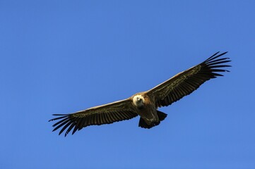 Obraz premium Griffon vulture (Gyps fulvus) in flight, Monfragüe National Park, Extremadura, Spain, Europe