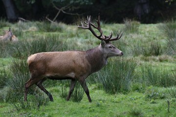 Red deer (Cervus elaphus) at rutting season runs over a meadow, Schleswig-Holstein, Germany, Europe