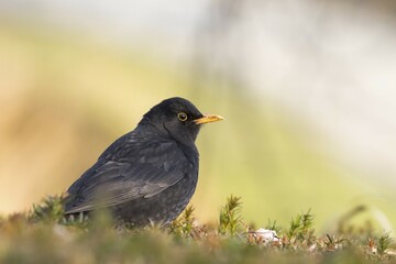 Blackbird (Turdus merula), male, Hesse, Germany, Europe