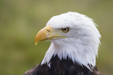 Bald eagle (Haliaeetus leucocephalus), animal portrait, captive, Hesse, Germany, Europe
