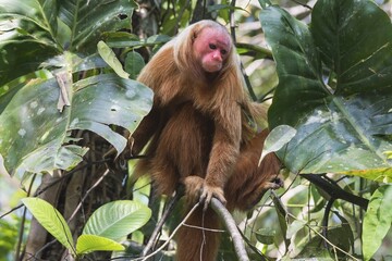 Obraz premium Red Bald-headed Uakari, also known as British Monkey (Cacajao calvus rubicundus), Amazonas State, Brazil, South America