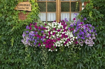 Window with geraniums, boarding house in Titisee, Southern Black Forest, Black Forest, Baden-Wuerttemberg, Germany, Europe