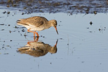 Common redshank (Tringa totanus) wading in water, foraging, Texel, North Holland, Netherlands