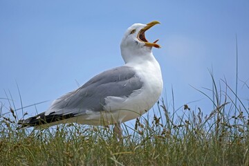 European herring gull (Larus argentatus), adult, standing calling in the grass, Helgoland, Schleswig-Holstein, Germany, Europe
