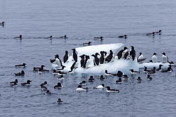 Thick-billed Murres (Uria lomvia) on an iceberg, Alkefjellet bird cliff, Hinlopen Strait, Spitsbergen Island, Svalbard archipelago, Norway, Europe