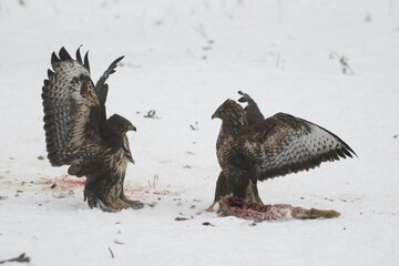 Common Buzzards (Buteo buteo), fighting over a hare, winter, snow, Allgaeu, Bavaria, Germany, Europe