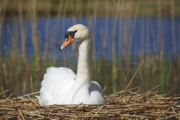 Breeding mute swan (Cygnus olor) on the nest, Schleswig-Holstein, Germany, Europe