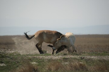 Przewalski's horses (Equus ferus przewalskii), playing young stallions, Burgenland, Austria, Europe