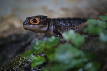 Helmet skink (Tribolonotus gracilis), captive