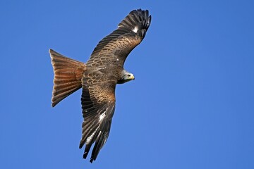 Red kite (Milvus milvus) flying, Germany, Europe