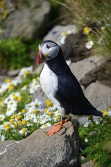 Puffin (Fratercula arctica) on a rock with flowers, Látrabjarg, Westfjords, Iceland, Europe