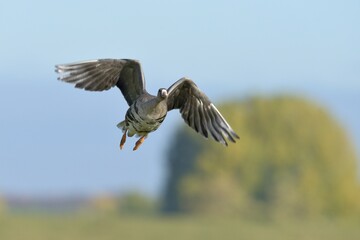 Flying Greater white-fronted goose (Anser albifrons), Xanten, Lower Rhine, North Rhine-Westphalia, Germany, Europe