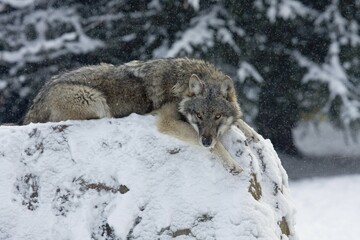 Wolf (Canis lupus) lying on boulder in snow, captive, Germany, Europe