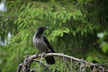 Hooded Crow (Corvus corone cornix), fledged young bird, Norway, Europe