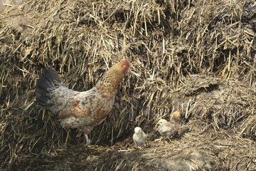Domestic chicken (Gallus gallus domesticus) with chick on dunghill, Allgaeu, Bavaria, Germany, Europe