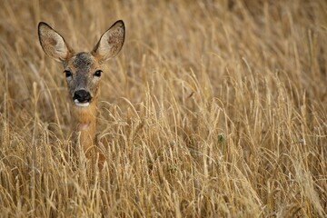 Roe deer (Capreolus capreolus) in a barley field, Allgaeu, Bavaria, Germany, Europe