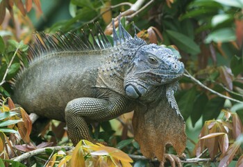 Green Iguana (Iguana iguana) on tree, Costa Rica, Central America