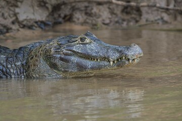 Yacare Caiman (Caiman yacare) in the water, portrait, Cuiaba river, Pantanal, Brazil, South America