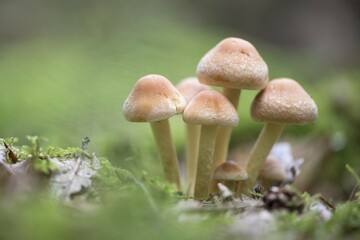 Sulphur tufts (Hypholoma fasciculare), Emsland, Lower Saxony, Germany, Europe