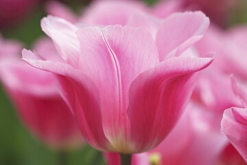 Blooming pink tulips, Triumph Tulip (Tulipa cultivar Matchmaker), Germany, Europe