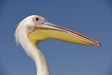 Great white pelican (Pelecanus onocrotalus), animal portrait, near Pelican Point, Walfish Bay, Erongo region, Namibia, Africa