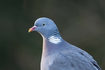 Wood Pigeon (Columba palumbus), Emsland, Lower Saxony, Germany, Europe