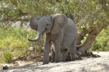 African elephant (Loxodonta africana), young desert elephant standing in the dry riverbed of the Hoanib ephemeral seasonal river, Kaokoveld, Namibia, Africa
