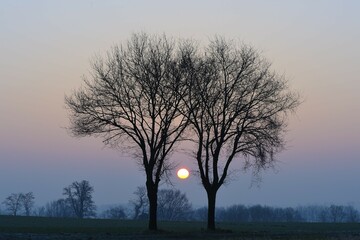 Two oak trees (Quercus robur) at sunrise, Xanten, Lower Rhine, North Rhine-Westphalia, Germany,...