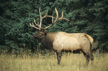Obraz premium Elk (Cervus canadensis), bull, Jasper National Park, Alberta, Canada, North America