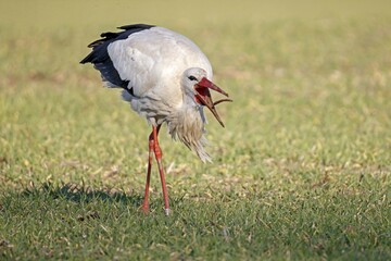 White stork (Ciconia ciconia) foraging in a meadow, captures earthworm, Germany, Europe