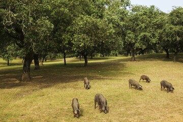 Grazing black Iberian pigs under holm oaks (Quercus ilex),  Huelva province, Andalusia, Spain, Europe