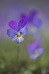 Fototapeta premium Heartsease or Wild Pansy (Viola tricolor), Emsland region, Lower Saxony, Germany, Europe