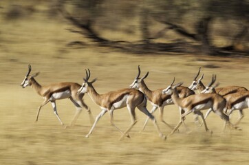 Springboks (Antidorcas marsupialis), herd running in the dry Auob riverbed, Kalahari Desert, Kgalagadi Transfrontier Park, South Africa, Africa