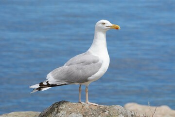 European herring gull (Larus argentatus) in front of blue water, Bornholm, Denmark, Europe
