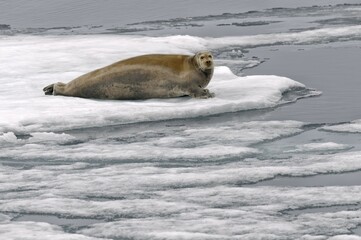 Fototapeta premium Bearded Seal (Erignathus barbatus) laying on pack ice, Spitsbergen Island, Svalbard Archipelago, Norway, Europe