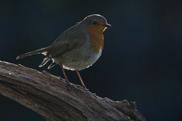 European robin (Erithacus rubecula) sits on deadwood in backlight, Emsland, Lower Saxony, Germany, Europe