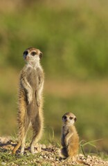 Suricate (Suricata suricatta), adult with young on the lookout, during the rainy season in green...