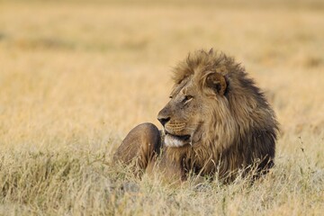 Fototapeta premium Lion (Panthera leo), resting male at dawn, Savuti, Chobe National Park, Botswana, Africa