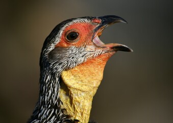 Yellow-necked spurfowl (Francolinus leucoscepus), calls, animal portrait, captive, Germany, Europe