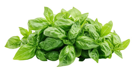 Fresh basil leaves harvested from a sunny garden, ready for culinary delights