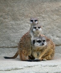 Meerkat (Suricata suricatta), kittens 28 and 10 weeks, captive, Germany, Europe