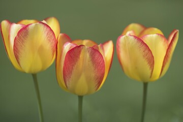 Fototapeta premium Three tulip (Tulipa hybrids) flowers, hybrid, Lower Saxony, Germany, Europe
