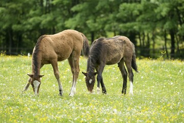 Two haflinger foals grazing, Baden-Württemberg, Germany, Europe
