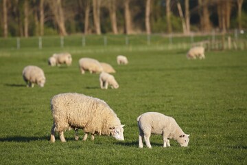 Grazing sheep and lambs, lambkin, domestic sheep (Ovis orientalis aries), nature reserve Haseldorfer Binnenelbe with Elbvorland, Haseldorfer Marsch, Schleswig-Holstein, Germany, Europe