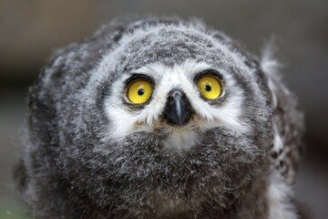 Snowy owl (Nyctea scandiaca) Young bird, chick, portrait, captive