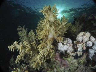 Broccoli tree (Litophyton arboreum) in the evening light, sun rays. Dive site House Reef, Mangrove Bay, El Quesir, Red Sea, Egypt, Africa