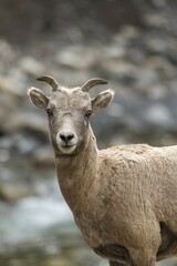 Bighorn Sheep (Ovis canadensis), portrait of young, Banff National Park, Canadian Rockies, Alberta...