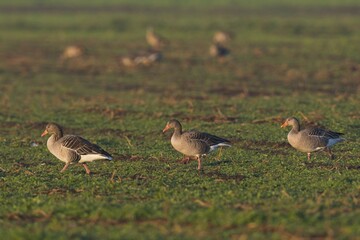 Greylag geese (Anser anser) on a harvested field, Emsland, Lower Saxony, Germany, Europe